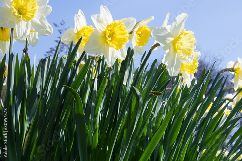 white-yellow Daffodils