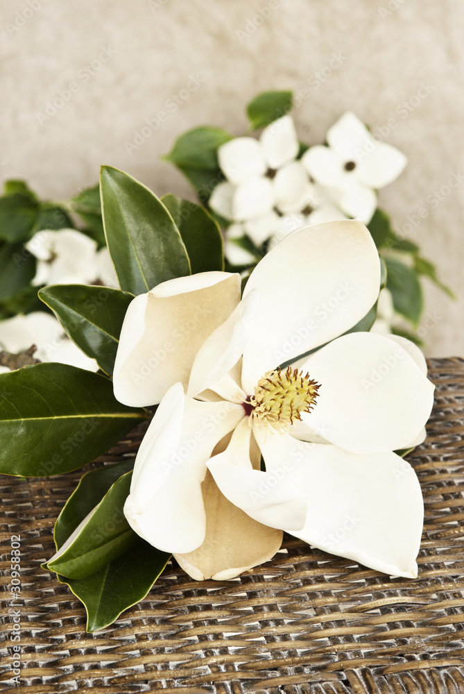Obraz premium Magnolia and Dogwood