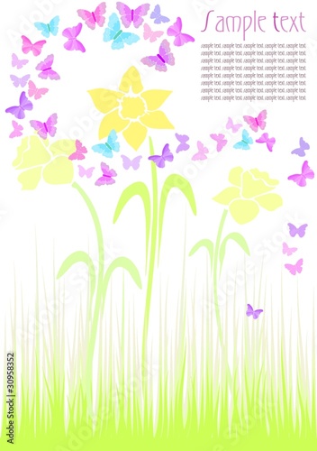 springtime daffodils & butterflies, colourful card/ background