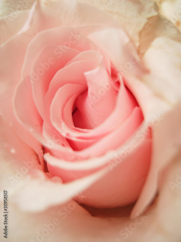 Pale pink roses.