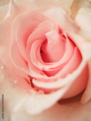 pink rose