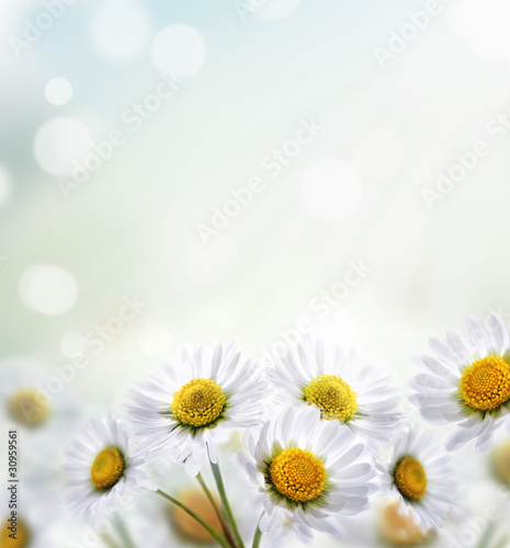 Fototapeta Naklejka Na Ścianę i Meble -  Daisy