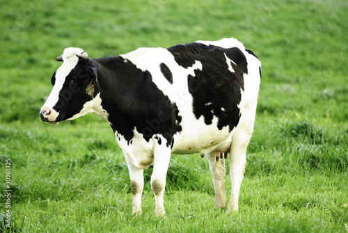 Vaca menorquina, Mercadal, Menorca, Islas Baleares
