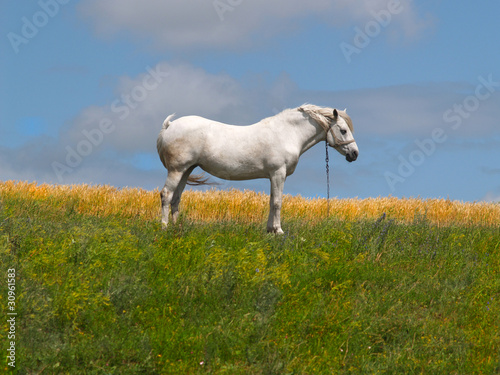 Fototapeta Naklejka Na Ścianę i Meble -  Белая лошадь стоит среди травы