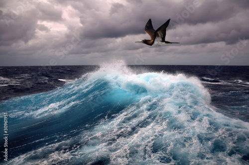 Fototapet sea wave and seagull
