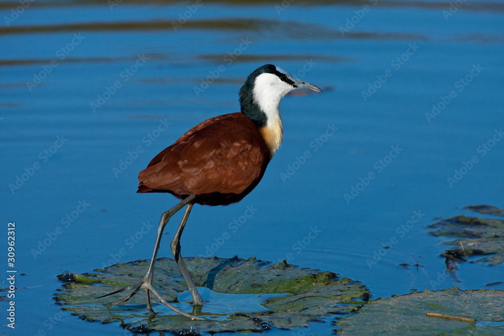 African Jacana