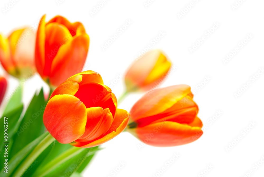 bouquet of tulips on white background bouquet of tulips on white background
