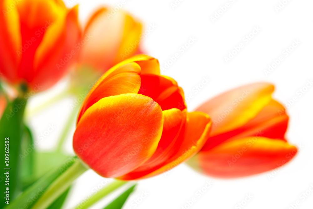 bouquet of tulips on white background bouquet of tulips on white background