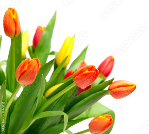bouquet of tulips on white background