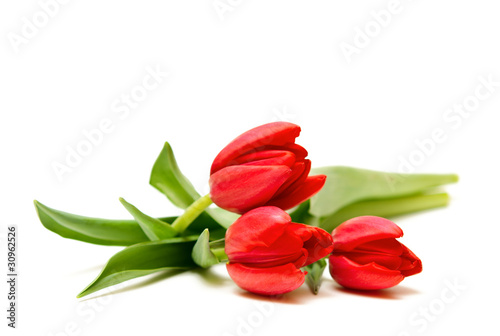 bouquet of tulips on white background