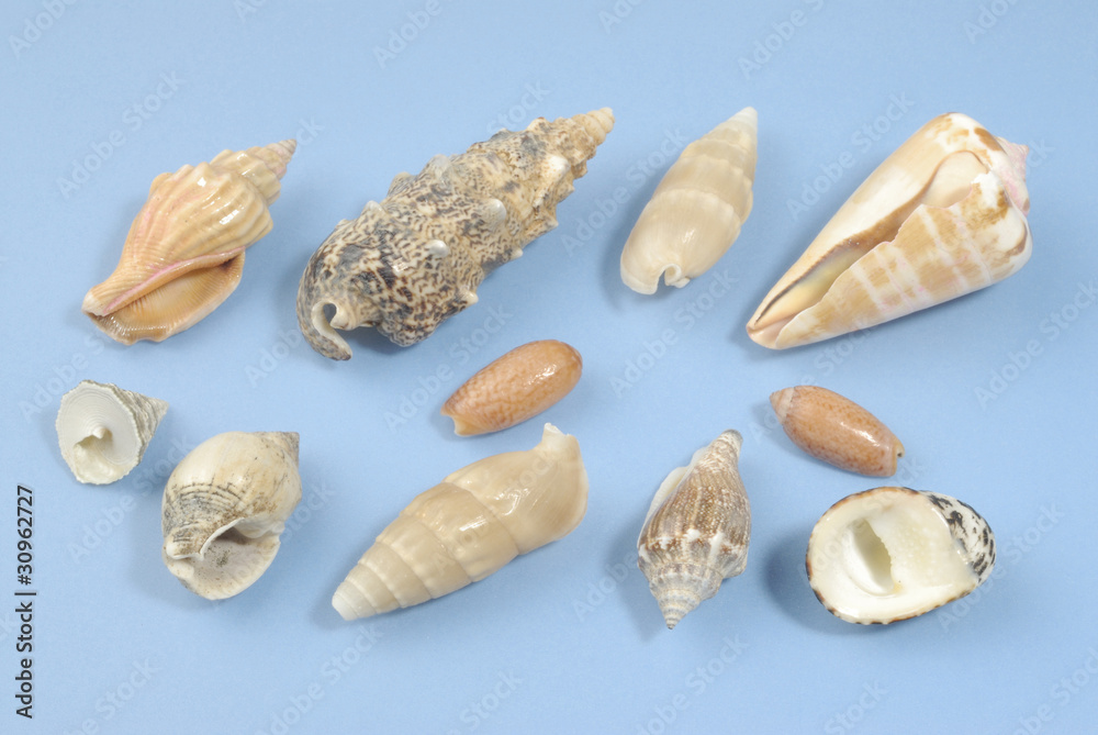 Conchas de mar Conchas de mar