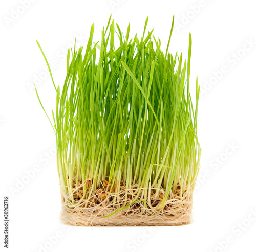 grass on a white background
