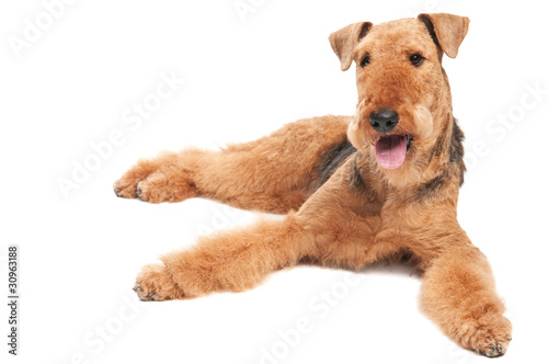 Принти на полотні Airedale Terrier dog isolated
