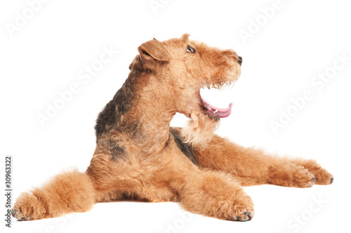 Airedale Terrier dog isolated