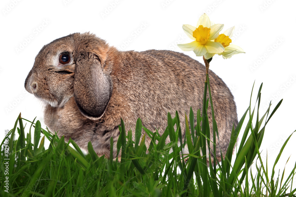 Adorable rabbit in green grass with yellow spring daffodils isol Adorable rabbit in green grass with yellow spring daffodils isol