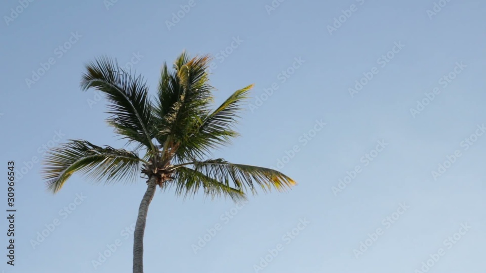 tropical intro tropical intro