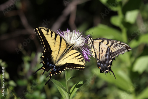 Tiger Swallowtail (papilio glaucas) Butterfly © Steve Byland