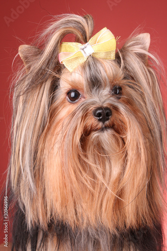 Yorkshire Terrier puppy on red background