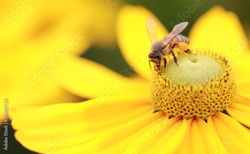 Western Honey Bee (Apis mellifera)