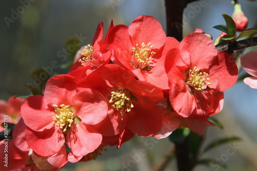 Photography cognassier du japon, chaenomeles japonica