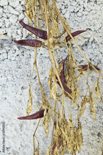 piments rouges séchés photo