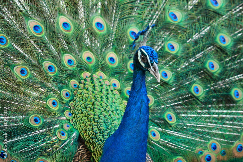 Fototapeta premium beautiful peacock