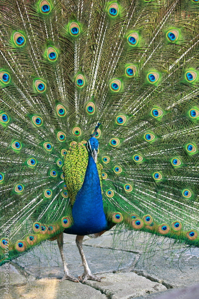 Fototapeta premium beautiful peacock