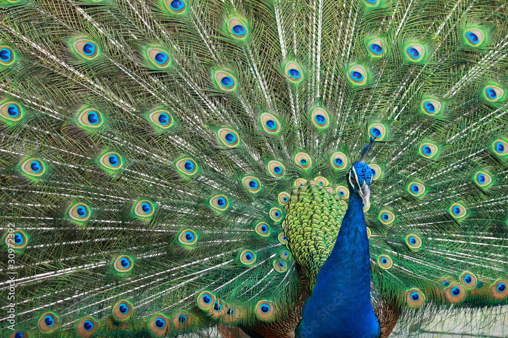 Fototapeta premium beautiful peacock
