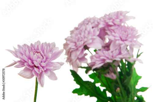 Chrysanthemum