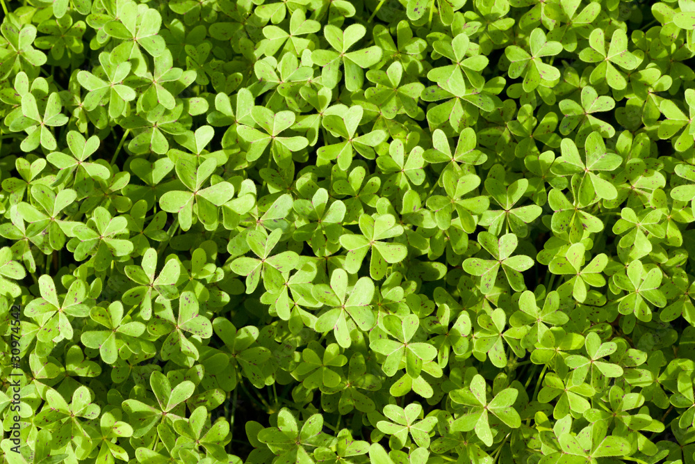 Fresh Spring Clover Background Fresh Spring Clover Background