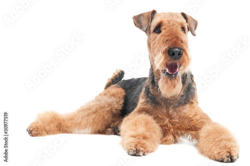 Airedale Terrier dog isolated photo
