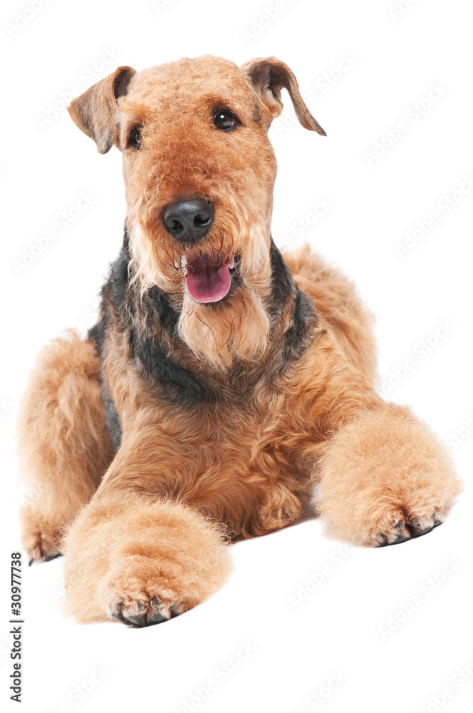 Airedale Terrier dog isolated