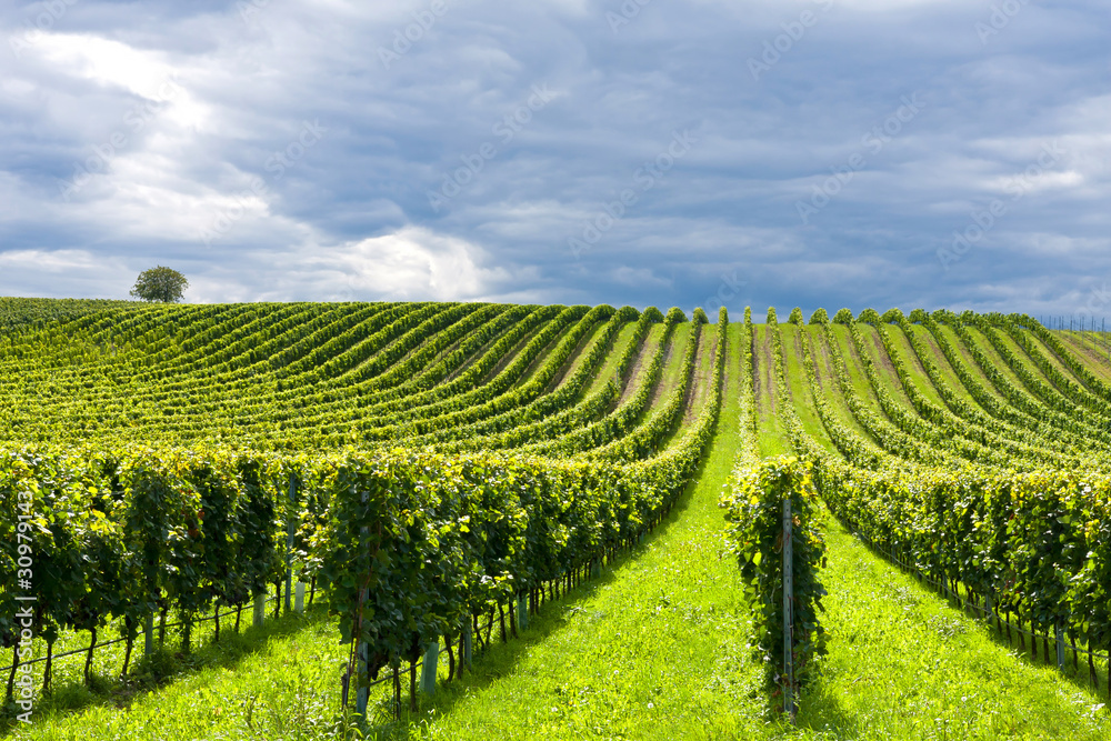 Fototapeta premium Rows of grapes