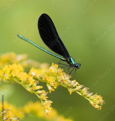 Emerald Jewelwing Damselfly