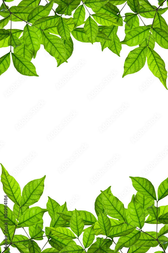 Naklejka premium branch and green leaves on white background