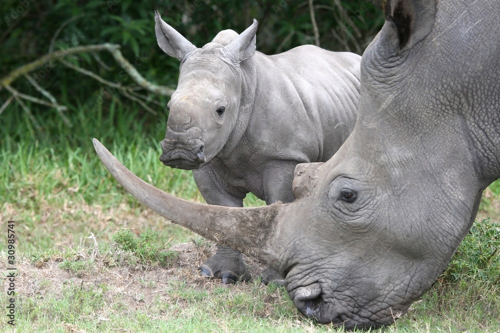 Obraz premium Baby Rhino and Mother
