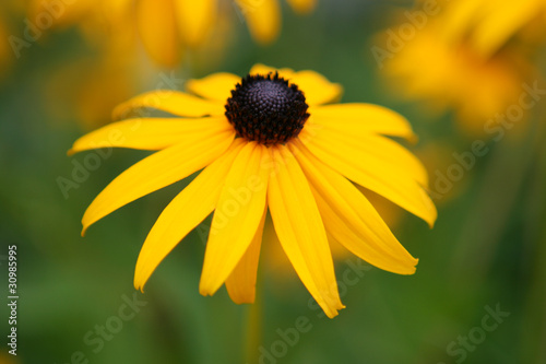 Obraz na plátne Black Eyed Susan