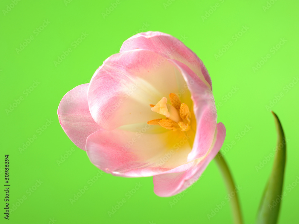 Obraz premium Beautifu spring pink tulip flower over light green background
