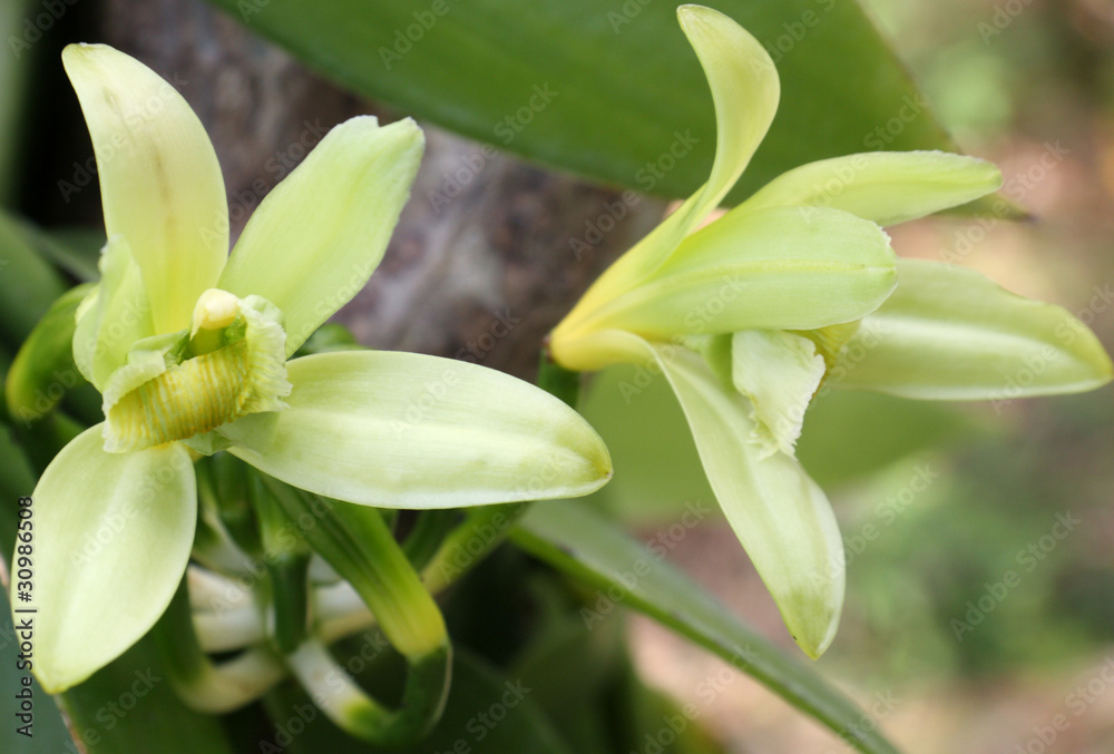 Obraz premium fleurs de vanille