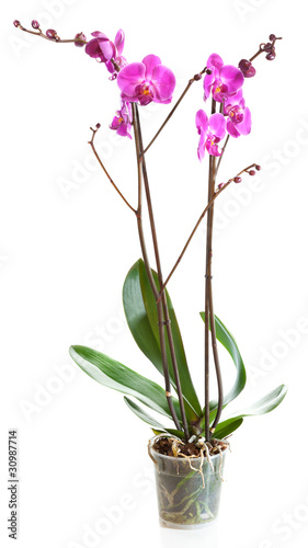 Blossoming plant of orchid in flowerpot isolated on white