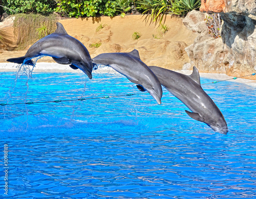 Delfines en movimiento.