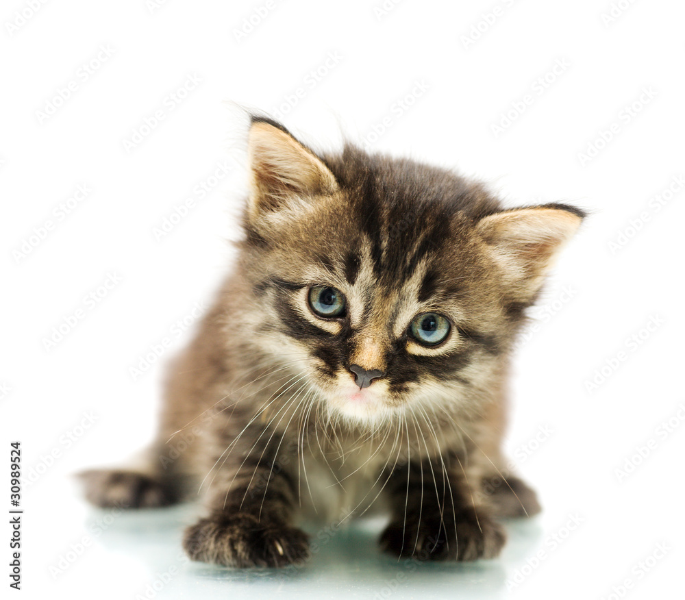 Fototapeta premium Little kitten