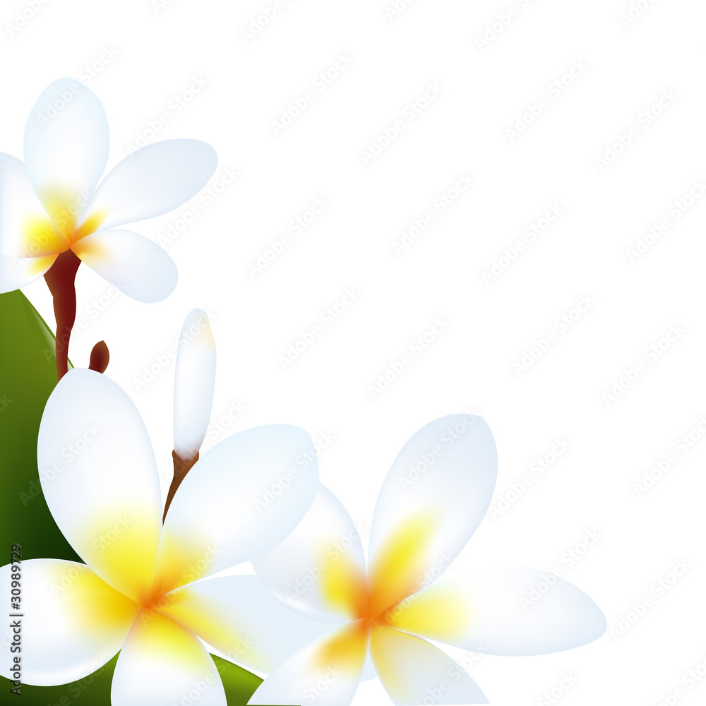 Naklejka premium Frangipani