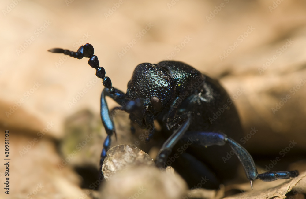 Meloe violaceus Meloe violaceus