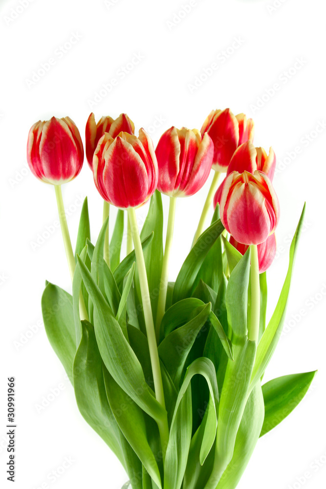 tulpen