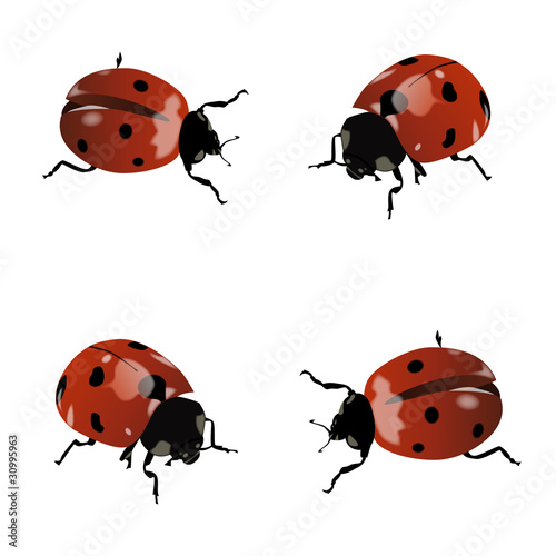 Set of pretty isolated ladybugs