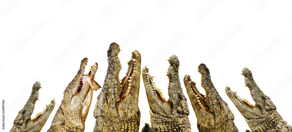 Obraz premium Aligatory z otwartymi kolumnami