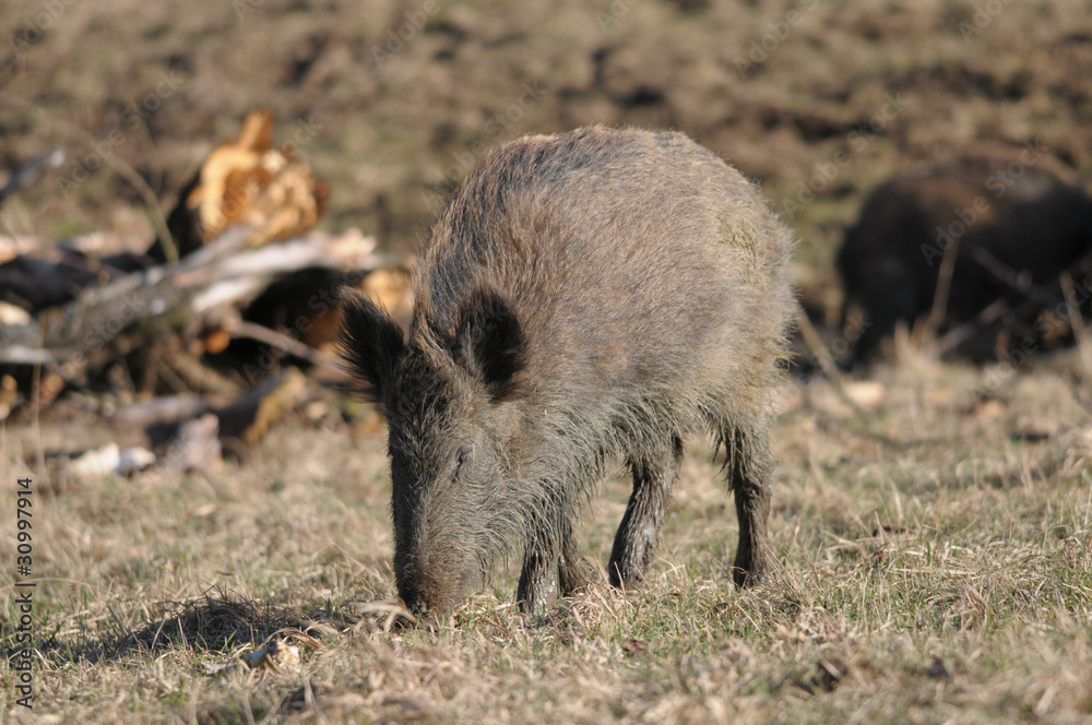 Rotte Rotte