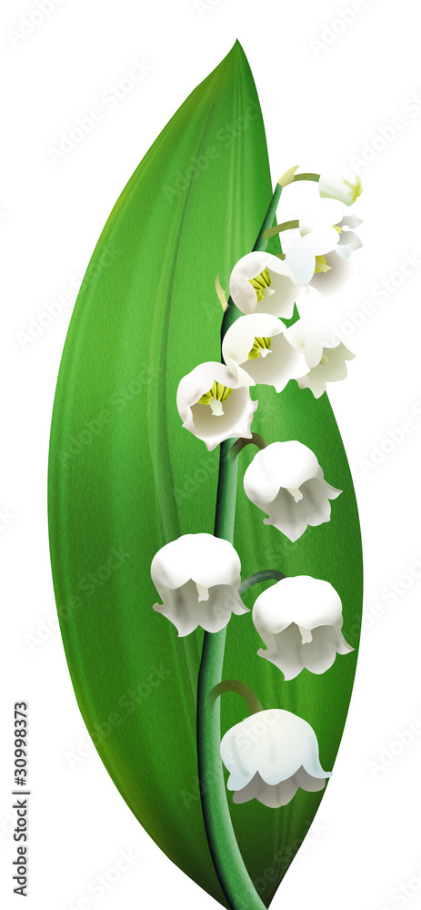 fleur de muguet Stock Illustration | Adobe Stock
