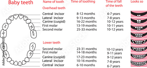 Baby teeth
